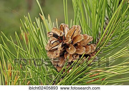 "European Black Pine (Pinus nigra), pine cone on the tree, Provence, Southern France, France, Europe" View Large Photo Image Stock Image - "European Black Pine (Pinus nigra), pine cone on the tree, Provence, Southern France, France, Europe". Fotosearch