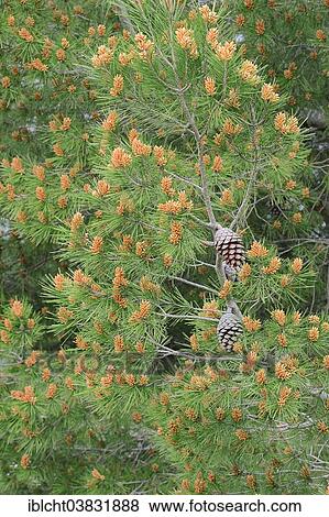"European Black Pine (Pinus nigra), Provence, Southern France, France, Europe" View Large Photo Image Stock Photo - "European Black Pine (Pinus nigra), Provence, Southern France, France, Europe". Fotosearch