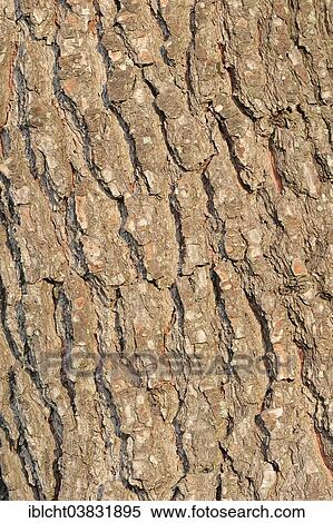 "European Black Pine (Pinus nigra), bark, Provence, Southern France, France, Europe" View Large Photo Image Stock Photography - "European Black Pine (Pinus nigra), bark, Provence, Southern France, France, Europe". Fotosearch