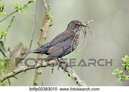 Stock Image - "European Blackbird (Turdus merula), adult female, collecting nesting material, Warwickshire, England, United Kingdom, Europe". Fotosearch