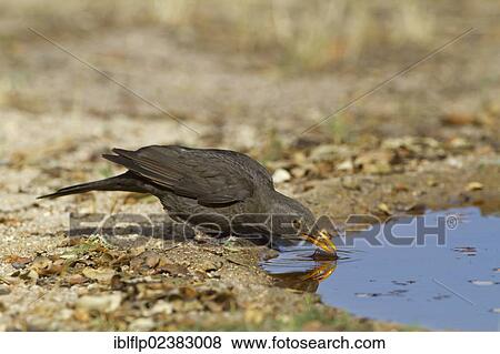 "European Blackbird (Turdus merula), adult female, drinking, Castilla y Leon, Spain, Europe" View Large Photo Image Stock Photo - "European Blackbird (Turdus merula), adult female, drinking, Castilla y Leon, Spain, Europe". Fotosearch