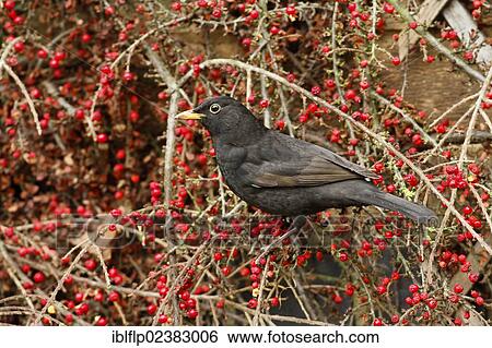 "European Blackbird (Turdus merula), adult male, perched on Wall Cotoneaster (Cotoneaster horizontalis), with berries, in garden, Leicestershire, England, United Kingdom, Europe" View Large Photo Image Stock Photograph - "European Blackbird (Turdus merula), adult male, perched on Wall Cotoneaster (Cotoneaster horizontalis), with berries, in garden, Leicestershire, England, United Kingdom, Europe". Fotosearch