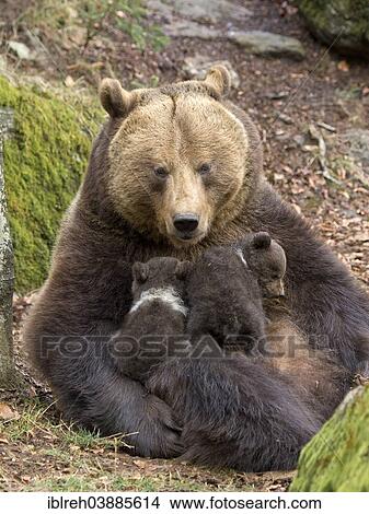 "European brown bear (Ursus arctos) mother suckling cubs, 3 months, captive, animal enclosure, Bavarian Forest National Park, Bavaria, Germany, Europe" View Large Photo Image Picture - "European brown bear (Ursus arctos) mother suckling cubs, 3 months, captive, animal enclosure, Bavarian Forest National Park, Bavaria, Germany, Europe". Fotosearch