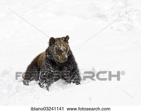 Stock Image - "European Brown Bear (Ursus arctos) sitting in the snow, Bavarian Forest National Park, Neuschonau, Bavaria, Germany, Europe". Fotosearch