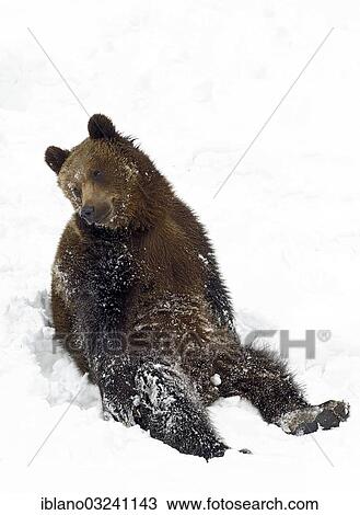 Stock Image - "European Brown Bear (Ursus arctos) sitting in the snow, Bavarian Forest National Park, Bavaria, Germany, Europe". Fotosearch