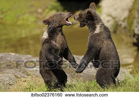 "European brown bear (Ursus arctos), cubs play fighting, animal enclosure in the Bavarian Forest National Park, Bavaria, Germany, Europe, PublicGround, Europe" View Large Photo Image Stock Image - "European brown bear (Ursus arctos), cubs play fighting, animal enclosure in the Bavarian Forest National Park, Bavaria, Germany, Europe, PublicGround, Europe". Fotosearch