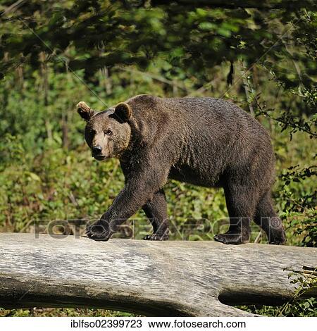 "European brown bear (Ursus arctos) walking on a tree log, animal park, Bavarian Forest National Park, Bavaria, Germany, Europe" View Large Photo Image Stock Image - "European brown bear (Ursus arctos) walking on a tree log, animal park, Bavarian Forest National Park, Bavaria, Germany, Europe". Fotosearch