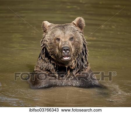 Stock Image - "European Brown Bear (Ursus arctos) sitting in water, Bavarian Forest National Park game reserve, Neuschonau, Lower Bavaria, Bavaria, Germany, Europe". Fotosearch