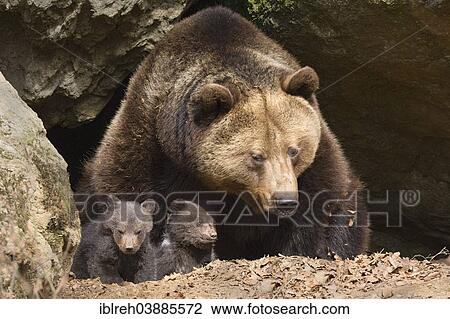Stock Image - "European brown bear (Ursus arctos) mother with cubs, 3 months, captive, animal enclosure, Bavarian Forest National Park, Bavaria, Germany, Europe". Fotosearch