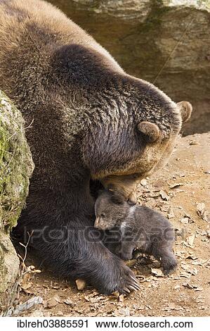 Stock Image - "European brown bear (Ursus arctos) mother with cub, 3 months, captive, animal enclosure, Bavarian Forest National Park, Bavaria, Germany, Europe". Fotosearch