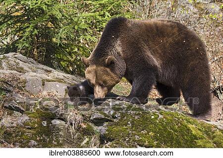 "European brown bear (Ursus arctos) mother with cub, 3 months, captive, animal enclosure, Bavarian Forest National Park, Bavaria, Germany, Europe" View Large Photo Image Stock Image - "European brown bear (Ursus arctos) mother with cub, 3 months, captive, animal enclosure, Bavarian Forest National Park, Bavaria, Germany, Europe". Fotosearch