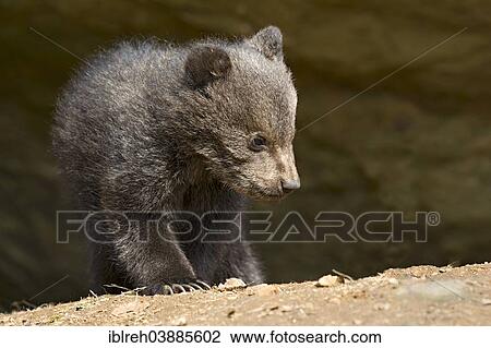 "European brown bear (Ursus arctos), cub, 3 months, captive, animal enclosure, Bavarian Forest National Park, Bavaria, Germany, Europe" View Large Photo Image Stock Image - "European brown bear (Ursus arctos), cub, 3 months, captive, animal enclosure, Bavarian Forest National Park, Bavaria, Germany, Europe". Fotosearch