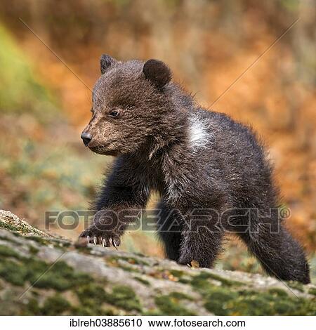"European brown bear (Ursus arctos), cub, 3 months, captive, animal enclosure, Bavarian Forest National Park, Bavaria, Germany, Europe" View Large Photo Image Stock Image - "European brown bear (Ursus arctos), cub, 3 months, captive, animal enclosure, Bavarian Forest National Park, Bavaria, Germany, Europe". Fotosearch
