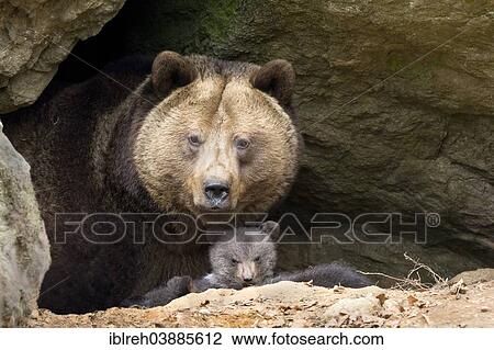 "European brown bear (Ursus arctos) mother with cub, 3 months, captive, animal enclosure, Bavarian Forest National Park, Bavaria, Germany, Europe" View Large Photo Image Stock Image - "European brown bear (Ursus arctos) mother with cub, 3 months, captive, animal enclosure, Bavarian Forest National Park, Bavaria, Germany, Europe". Fotosearch