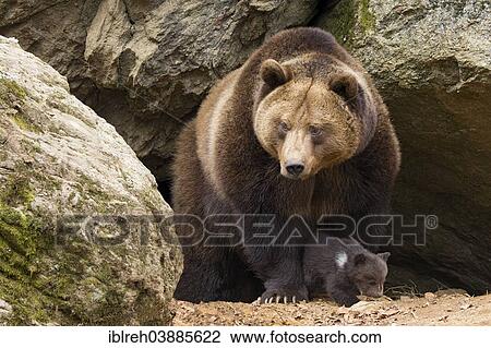 "European brown bear (Ursus arctos) mother with cub, 3 months, captive, animal enclosure, Bavarian Forest National Park, Bavaria, Germany, Europe" View Large Photo Image Stock Image - "European brown bear (Ursus arctos) mother with cub, 3 months, captive, animal enclosure, Bavarian Forest National Park, Bavaria, Germany, Europe". Fotosearch