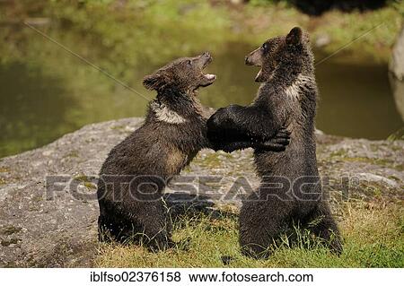 "European brown bear (Ursus arctos), cubs play fighting, animal enclosure in the Bavarian Forest National Park, Bavaria, Germany, Europe, PublicGround, Europe" View Large Photo Image Stock Photo - "European brown bear (Ursus arctos), cubs play fighting, animal enclosure in the Bavarian Forest National Park, Bavaria, Germany, Europe, PublicGround, Europe". Fotosearch