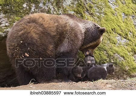 Stock Photo - "European brown bear (Ursus arctos) mother with cubs, 3 months, captive, animal enclosure, Bavarian Forest National Park, Bavaria, Germany, Europe". Fotosearch