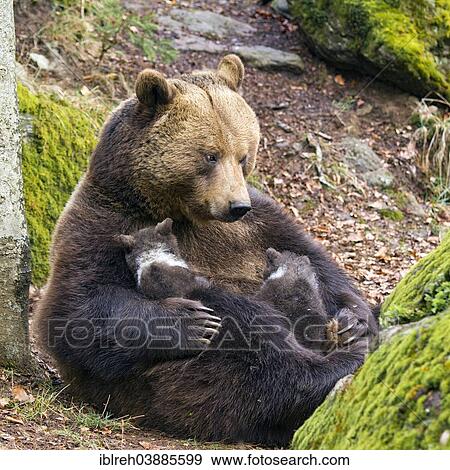 "European brown bear (Ursus arctos) mother suckling cub, 3 months, captive, animal enclosure, Bavarian Forest National Park, Bavaria, Germany, Europe" View Large Photo Image Stock Photo - "European brown bear (Ursus arctos) mother suckling cub, 3 months, captive, animal enclosure, Bavarian Forest National Park, Bavaria, Germany, Europe". Fotosearch