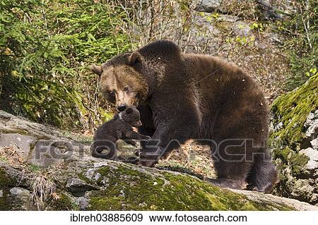 "European brown bear (Ursus arctos) mother with cub, 3 months, captive, animal enclosure, Bavarian Forest National Park, Bavaria, Germany, Europe" View Large Photo Image Stock Photo - "European brown bear (Ursus arctos) mother with cub, 3 months, captive, animal enclosure, Bavarian Forest National Park, Bavaria, Germany, Europe". Fotosearch