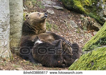 Stock Photo - "European brown bear (Ursus arctos) mother suckling cub, 3 months, captive, animal enclosure, Bavarian Forest National Park, Bavaria, Germany, Europe". Fotosearch