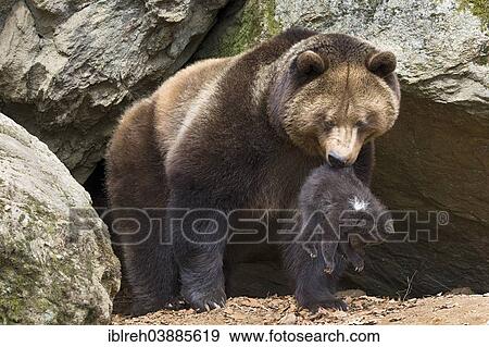 "European brown bear (Ursus arctos) mother with cub, 3 months, captive, animal enclosure, Bavarian Forest National Park, Bavaria, Germany, Europe" View Large Photo Image Stock Photo - "European brown bear (Ursus arctos) mother with cub, 3 months, captive, animal enclosure, Bavarian Forest National Park, Bavaria, Germany, Europe". Fotosearch