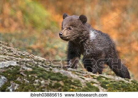 "European brown bear (Ursus arctos), cub, 3 months, captive, animal enclosure, Bavarian Forest National Park, Bavaria, Germany, Europe" View Large Photo Image Stock Photography - "European brown bear (Ursus arctos), cub, 3 months, captive, animal enclosure, Bavarian Forest National Park, Bavaria, Germany, Europe". Fotosearch
