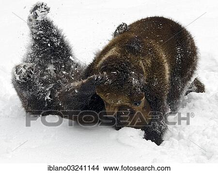 Picture - "European Brown Bears (Ursus arctos) tussle in the snow, Bavarian Forest National Park, Bavaria, Germany, Europe". Fotosearch