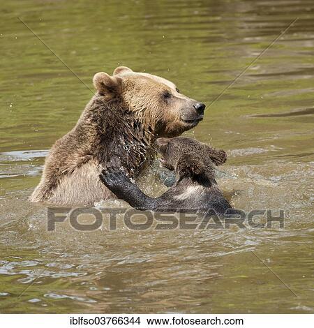 "European Brown Bears (Ursus arctos), cub playing with its mother in water, Bavarian Forest National Park game reserve, Neuschonau, Lower Bavaria, Bavaria, Germany, Europe" View Large Photo Image Picture - "European Brown Bears (Ursus arctos), cub playing with its mother in water, Bavarian Forest National Park game reserve, Neuschonau, Lower Bavaria, Bavaria, Germany, Europe". Fotosearch