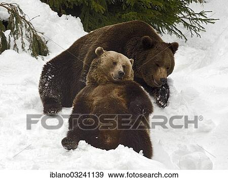 "European Brown Bears (Ursus arctos) lying in snow, Bavarian Forest National Park, Bavaria, Germany, Europe" View Large Photo Image Stock Photo - "European Brown Bears (Ursus arctos) lying in snow, Bavarian Forest National Park, Bavaria, Germany, Europe". Fotosearch