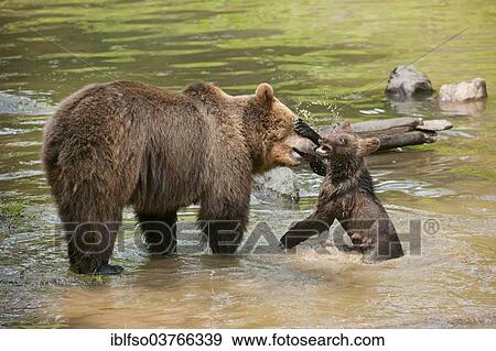 "European Brown Bears (Ursus arctos), cub playing with its mother in water, Bavarian Forest National Park game reserve, Neuschonau, Lower Bavaria, Bavaria, Germany, Europe" View Large Photo Image Stock Photo - "European Brown Bears (Ursus arctos), cub playing with its mother in water, Bavarian Forest National Park game reserve, Neuschonau, Lower Bavaria, Bavaria, Germany, Europe". Fotosearch