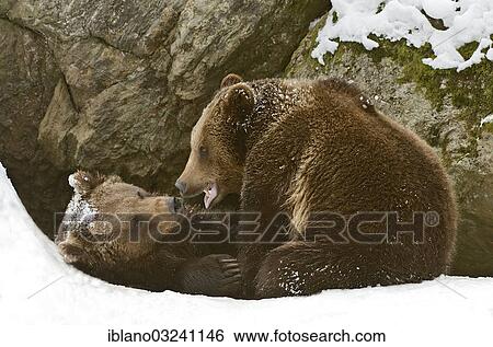 Stock Photograph - "European Brown Bears (Ursus arctos) tussle in the snow, Bavarian Forest National Park, Bavaria, Germany, Europe". Fotosearch