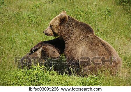 "European brown bears (Ursus arctos), cub with mother, in an animal enclosure, Bavarian Forest National Park, Bavaria, Germany, Europe" View Large Photo Image Stock Photograph - "European brown bears (Ursus arctos), cub with mother, in an animal enclosure, Bavarian Forest National Park, Bavaria, Germany, Europe". Fotosearch