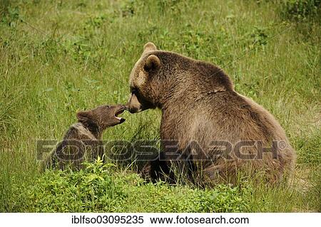 "European brown bears (Ursus arctos), cub with mother, in an animal enclosure, Bavarian Forest National Park, Bavaria, Germany, Europe" View Large Photo Image Stock Photography - "European brown bears (Ursus arctos), cub with mother, in an animal enclosure, Bavarian Forest National Park, Bavaria, Germany, Europe". Fotosearch