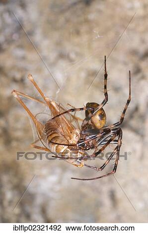 Stock Image - "European Cave Spider (Meta menardi), adult female, feeding on prey caught in web, Italy, Europe". Fotosearch