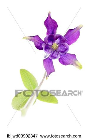 Stock Photo - European Columbine (Aquilegia vulgaris). Fotosearch
