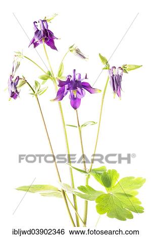 Stock Photograph - European Columbine (Aquilegia vulgaris). Fotosearch