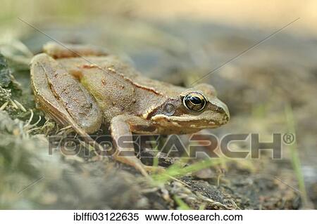 "European Common Frog (Rana temporaria), Hochmoor, Munsterland, North Rhine-Westphalia, Germany, Europe" View Large Photo Image Stock Photography - "European Common Frog (Rana temporaria), Hochmoor, Munsterland, North Rhine-Westphalia, Germany, Europe". Fotosearch