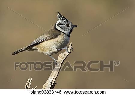 "European Crested Tit (Parus cristatus), Tyrol, Austria, Europe" View Large Photo Image Stock Photograph - "European Crested Tit (Parus cristatus), Tyrol, Austria, Europe". Fotosearch
