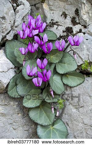 "European Cyclamen (Cyclamen purpurascens), Friuli-Venezia Giulia, Italy, Europe" View Large Photo Image Stock Image - "European Cyclamen (Cyclamen purpurascens), Friuli-Venezia Giulia, Italy, Europe". Fotosearch