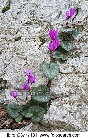 "European Cyclamen (Cyclamen purpurascens), Friuli-Venezia Giulia, Italy, Europe" View Large Photo Image Stock Image - "European Cyclamen (Cyclamen purpurascens), Friuli-Venezia Giulia, Italy, Europe". Fotosearch