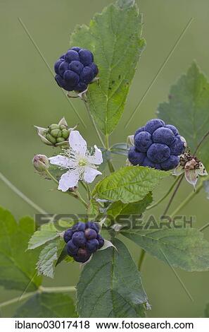 "European Dewberry (Rubus caesius), Limbach, Burgenland, Austria, Europe" View Large Photo Image Stock Photo - "European Dewberry (Rubus caesius), Limbach, Burgenland, Austria, Europe". Fotosearch