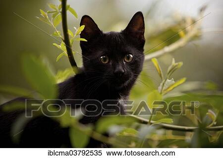 "European domestic cat, kitten, black, about 3 months, sitting between branches" View Large Photo Image Stock Photography - "European domestic cat, kitten, black, about 3 months, sitting between branches". Fotosearch