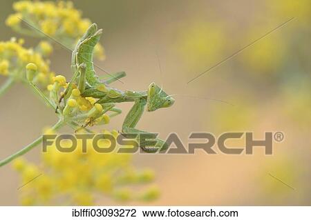 "European Dwarf Mantis (Ameles spallanzania), on the flower of whild fennel (Foeniculum vulgare), lying in wait for prey, Algarve, Portugal, Europe" View Large Photo Image Stock Image - "European Dwarf Mantis (Ameles spallanzania), on the flower of whild fennel (Foeniculum vulgare), lying in wait for prey, Algarve, Portugal, Europe". Fotosearch