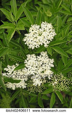 "European Elder or European Black Elderberry, (Sambucus nigra), flowering, France, Europe" View Large Photo Image Stock Image - "European Elder or European Black Elderberry, (Sambucus nigra), flowering, France, Europe". Fotosearch