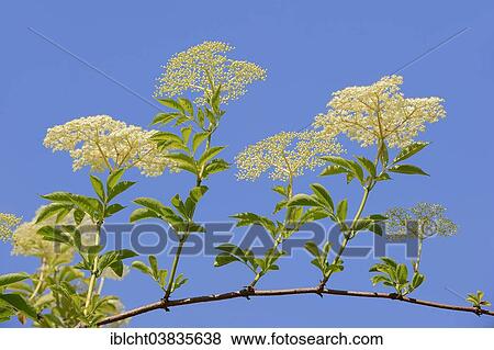 "European elderberry (Sambucus nigra), flowers, North Rhine-Westphalia, Germany, Europe" View Large Photo Image Stock Photo - "European elderberry (Sambucus nigra), flowers, North Rhine-Westphalia, Germany, Europe". Fotosearch
