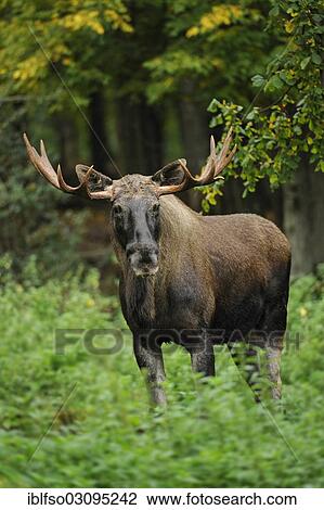 Stock Image - "European Elk (Alces alces), bull moose, captive, Bavaria, Germany, Europe". Fotosearch