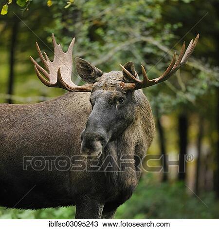 "European Elk (Alces alces), bull moose, captive, Bavaria, Germany, Europe" View Large Photo Image Stock Image - "European Elk (Alces alces), bull moose, captive, Bavaria, Germany, Europe". Fotosearch