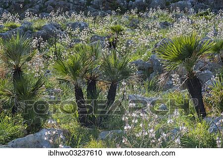 Stock Image - "European fan palm, Mediterranean dwarf palm or Dwarf Fan Palm (Chamaerops humilis) and Branched Asphodel (Asphodelus ramosus), Naturreservat Zingaro, San Vito lo Capo, Province of Trapani, Sicily, Italy, Europe". Fotosearch