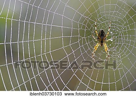 "European garden spider (Araneus diadematus) in the web, Lower Saxony, Germany, Europe" View Large Photo Image Stock Image - "European garden spider (Araneus diadematus) in the web, Lower Saxony, Germany, Europe". Fotosearch