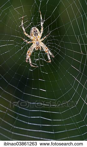 "European Garden Spider (Araneus diadematus) in spiderweb, Germany, Europe" View Large Photo Image Stock Image - "European Garden Spider (Araneus diadematus) in spiderweb, Germany, Europe". Fotosearch